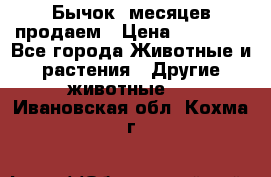 Бычок 6месяцев продаем › Цена ­ 20 000 - Все города Животные и растения » Другие животные   . Ивановская обл.,Кохма г.